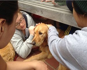 Students from Emerson College in Boston pet "Addie," a Comfort Dog, in the courtyard of First Lutheran Church, Boston. The five dogs that spent a week at the church were a real asset, according to a spokesman, because people "didn't want to talk about" the bombings: They just wanted to pet the dogs and feel like everything was going to be OK. (Lutheran Church Charities)