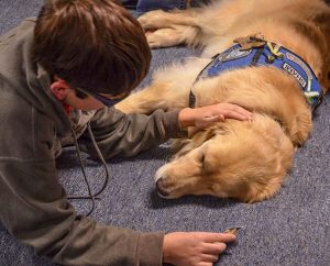 Lutheran Church Charities "comfort dog" Shami and a new friend relax in the fellowship hall of Messiah Lutheran Church, Marysville, Wash., after the Oct. 27 worship service. (Ron Norris)